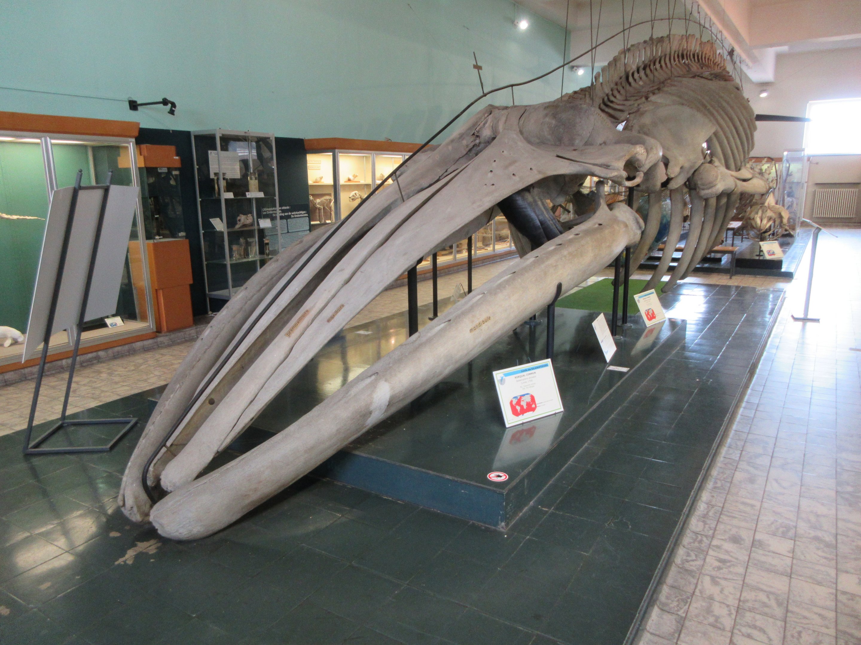 Museum - Fin Whale Skeleton