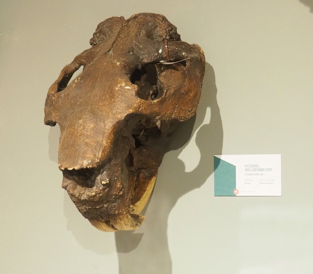 Museum - Fossil giant beaver (Casteroides species) skull, 2023-08-17
