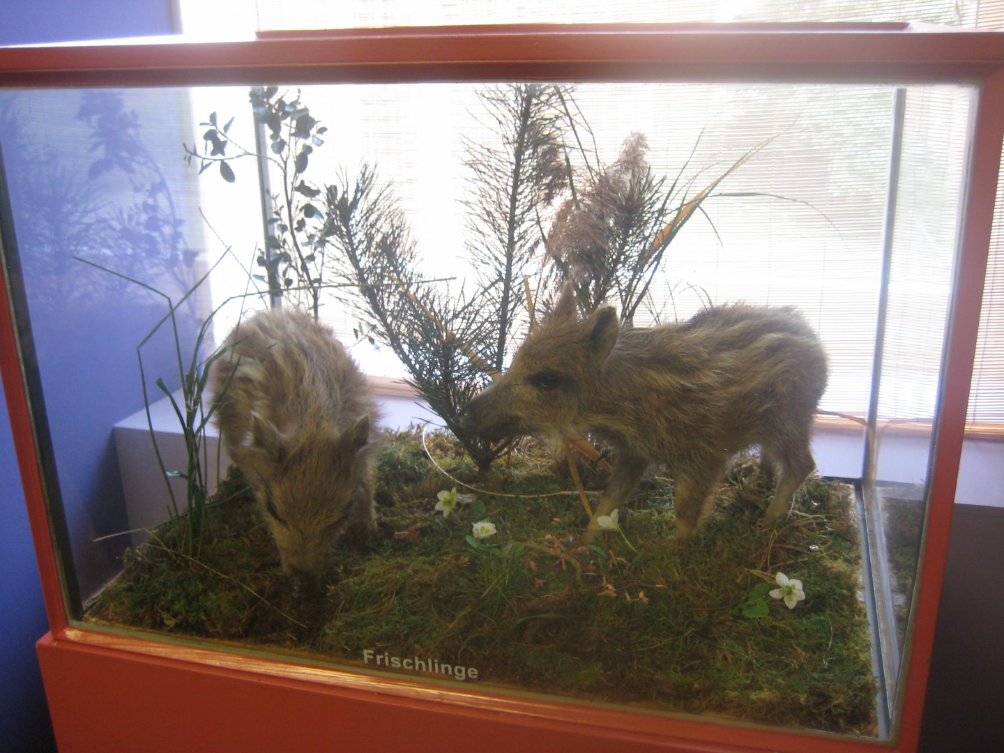 Museum für Natur und Umwelt - Boar piglet display