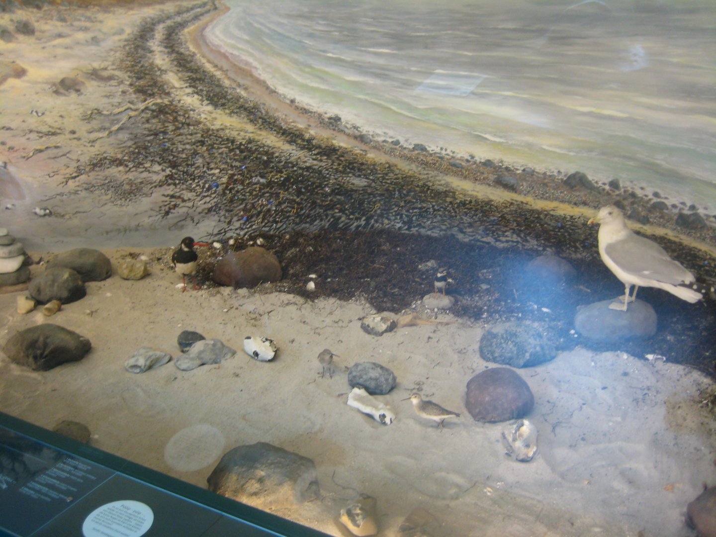 Museum für Natur und Umwelt - Coast diorama