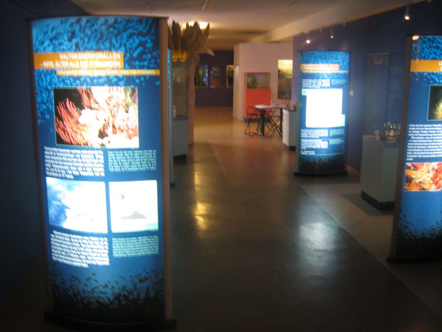 Museum für Natur und Umwelt - Cold water coral exhibition