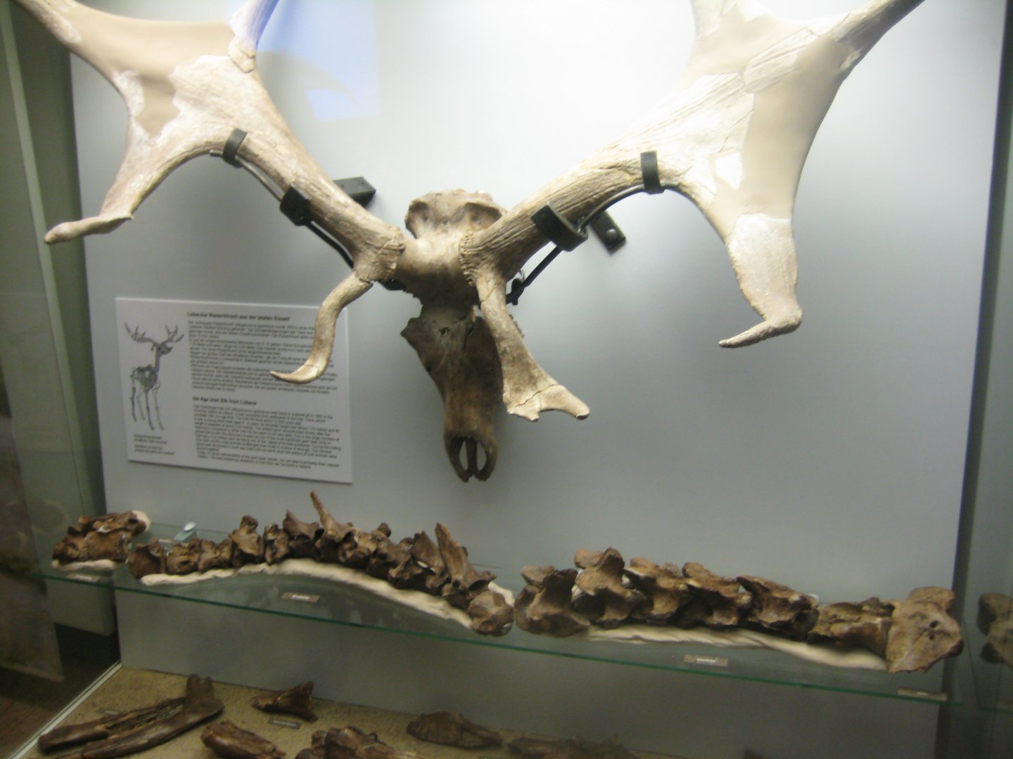 Museum für Natur und Umwelt - Deer skull
