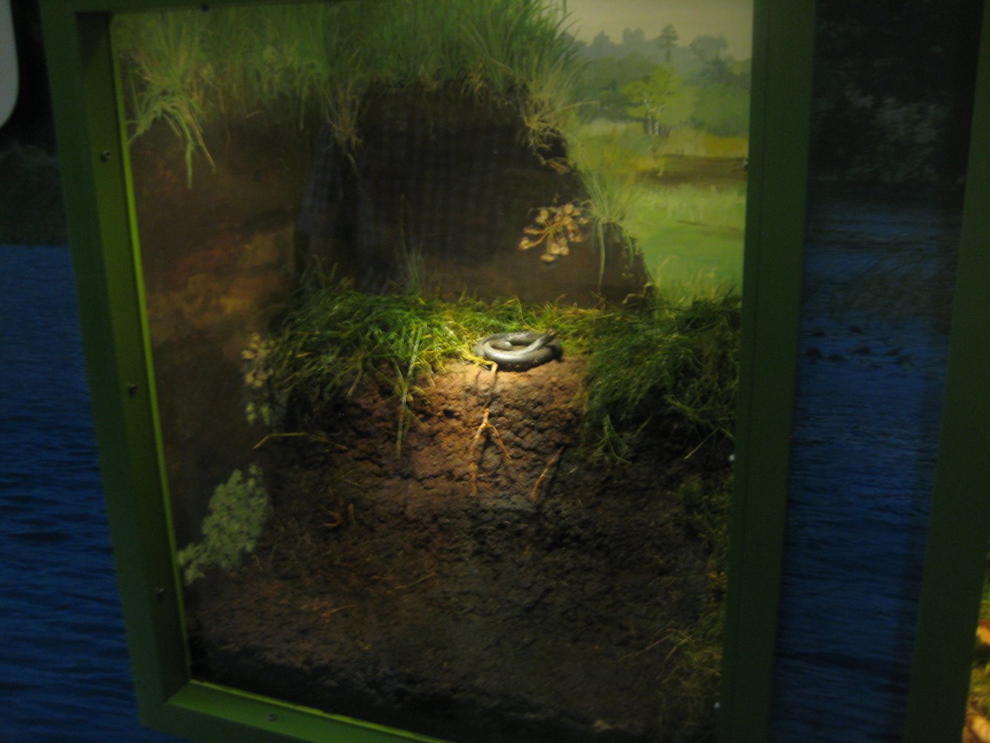Museum für Natur und Umwelt - Diorama example