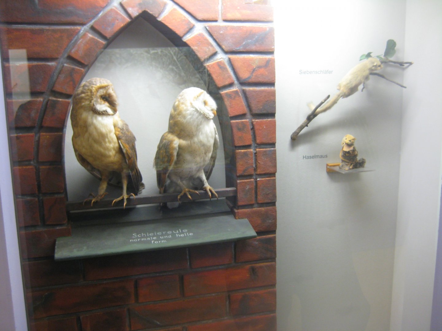 Museum für Natur und Umwelt - Endangered owl-and-prey diorama