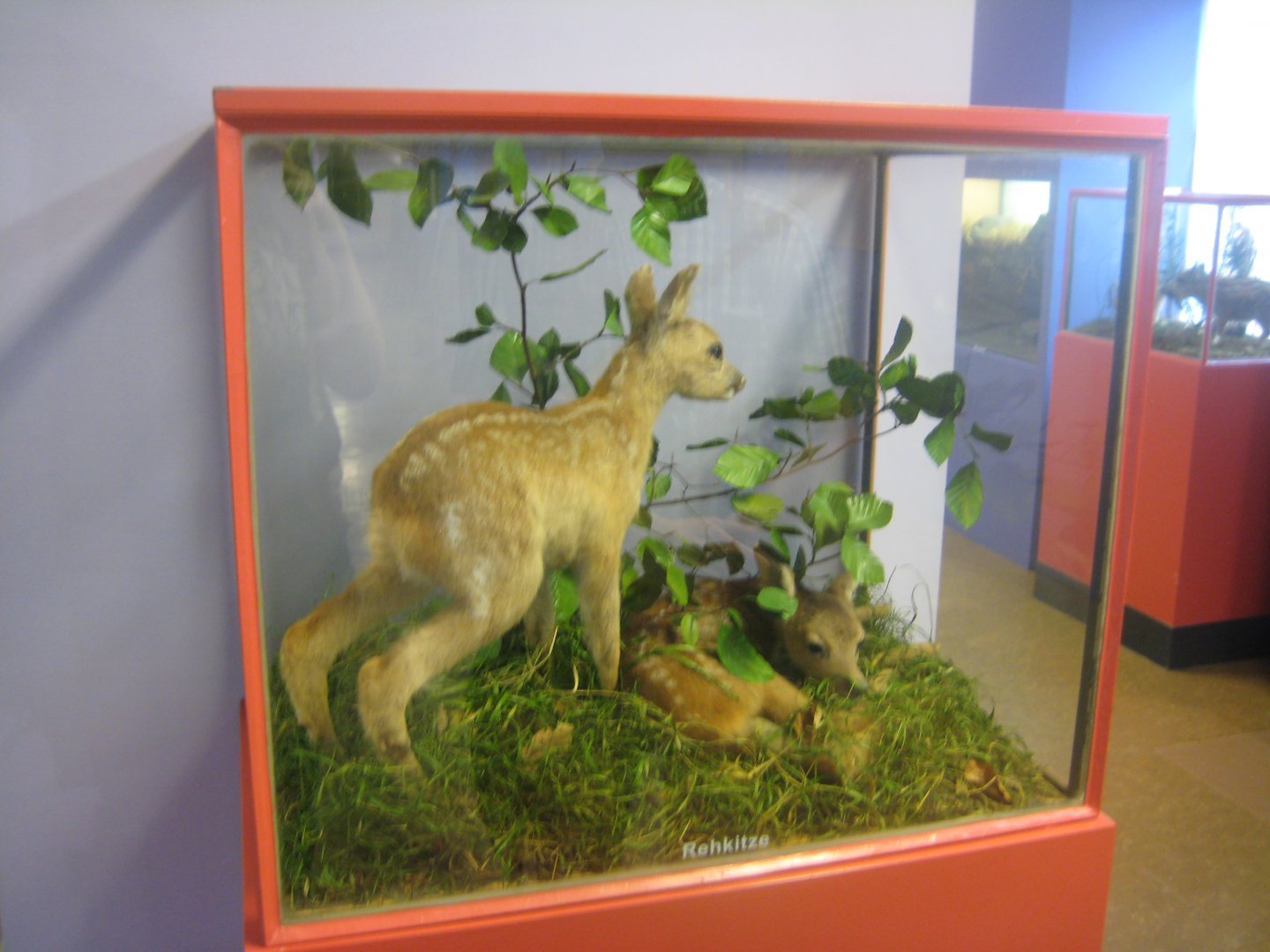 Museum für Natur und Umwelt - Fawn display