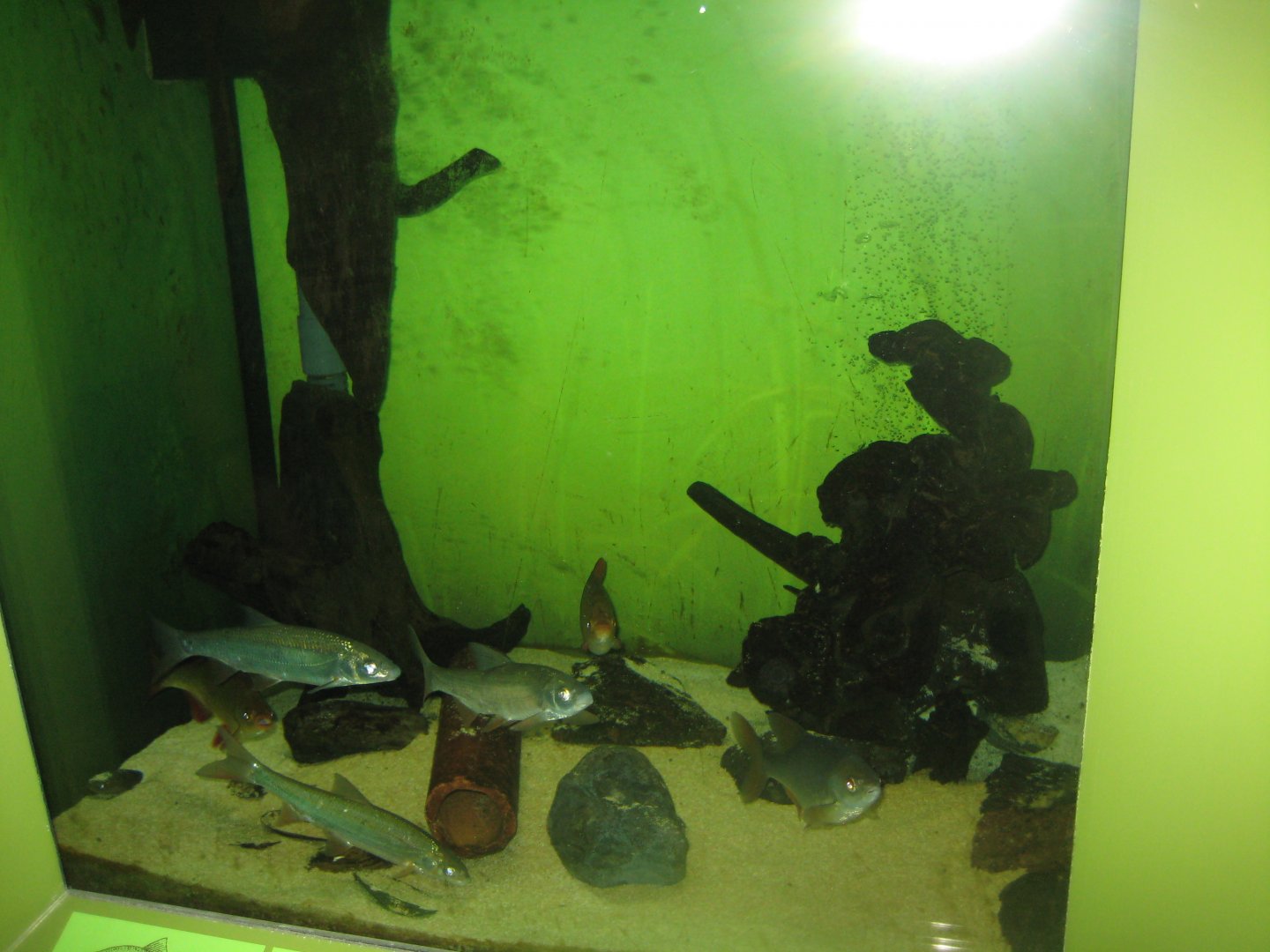 Museum für Natur und Umwelt - Fish tank