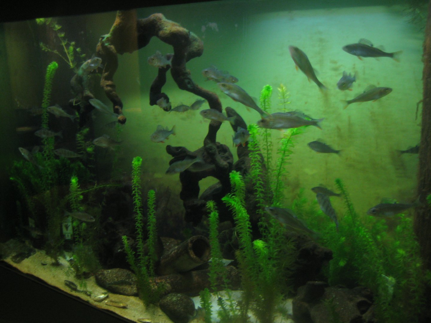 Museum für Natur und Umwelt - Fish tank