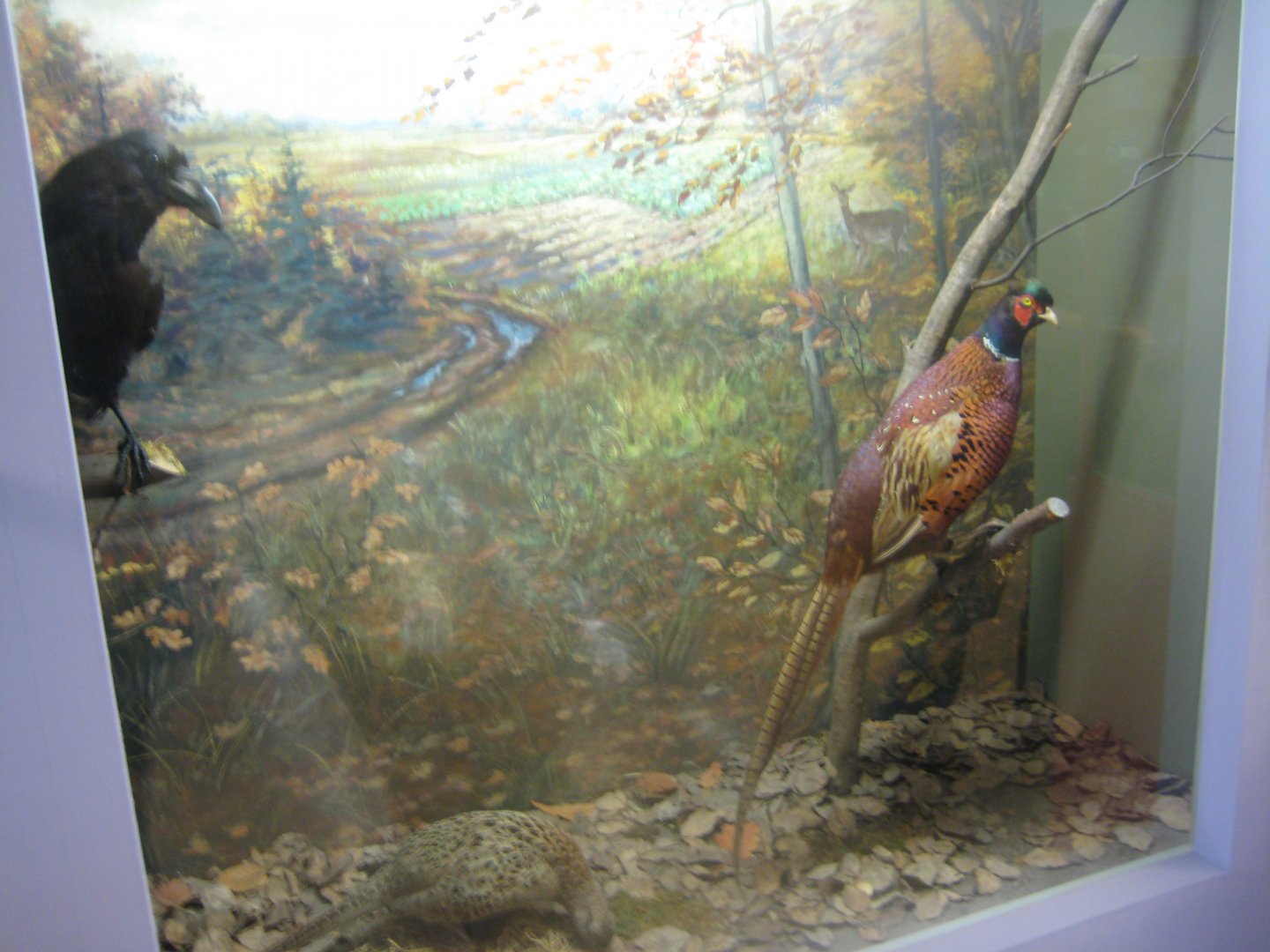 Museum für Natur und Umwelt - Forest diorama
