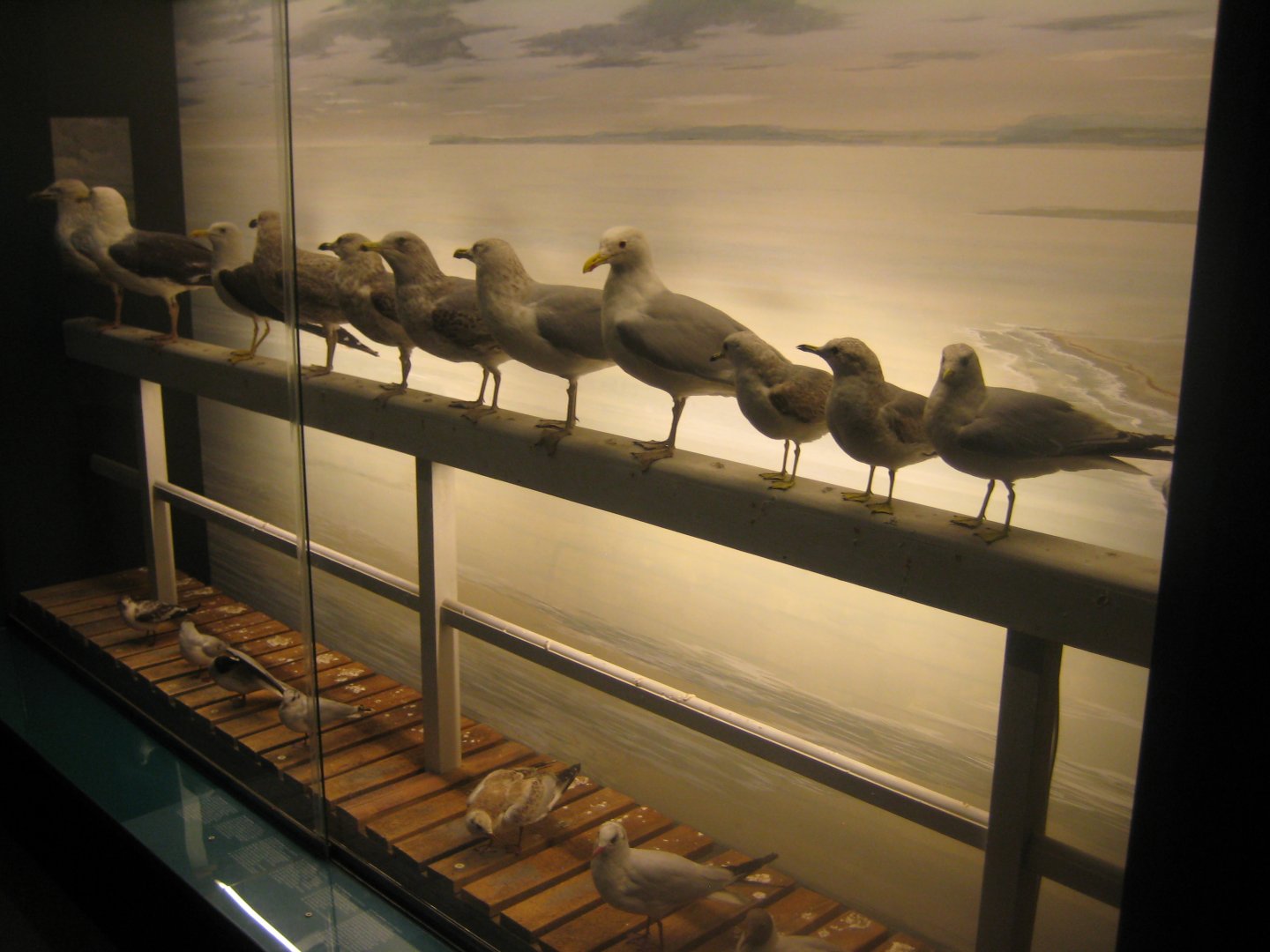 Museum für Natur und Umwelt - Gull diorama