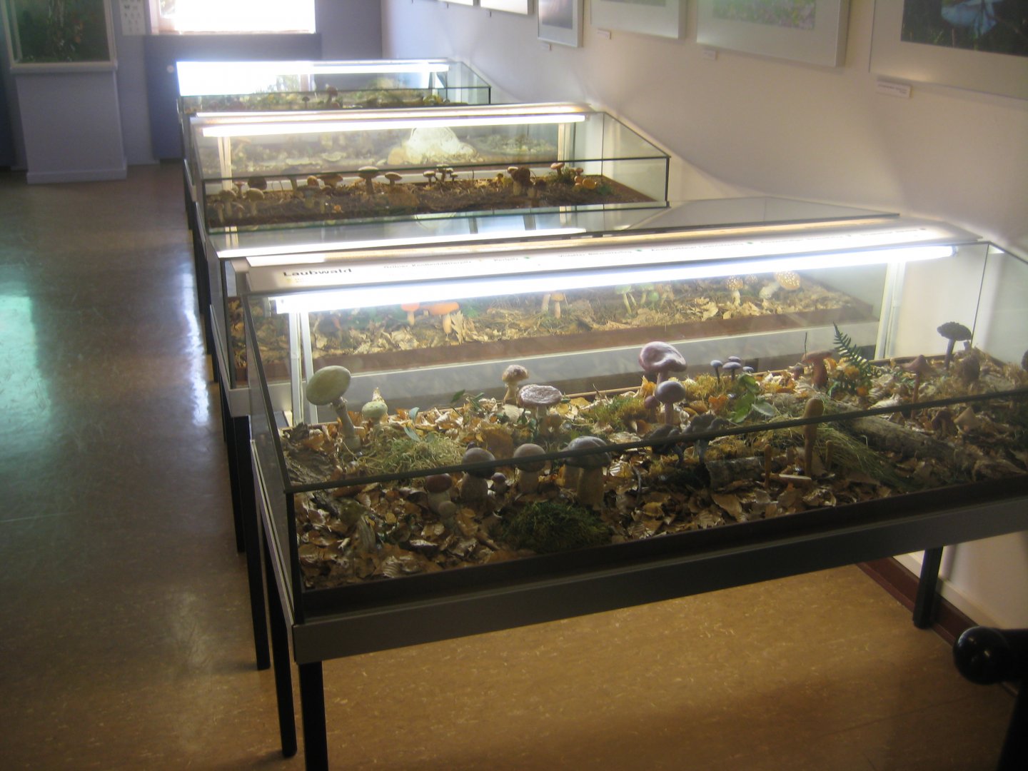 Museum für Natur und Umwelt - Mushroom displays