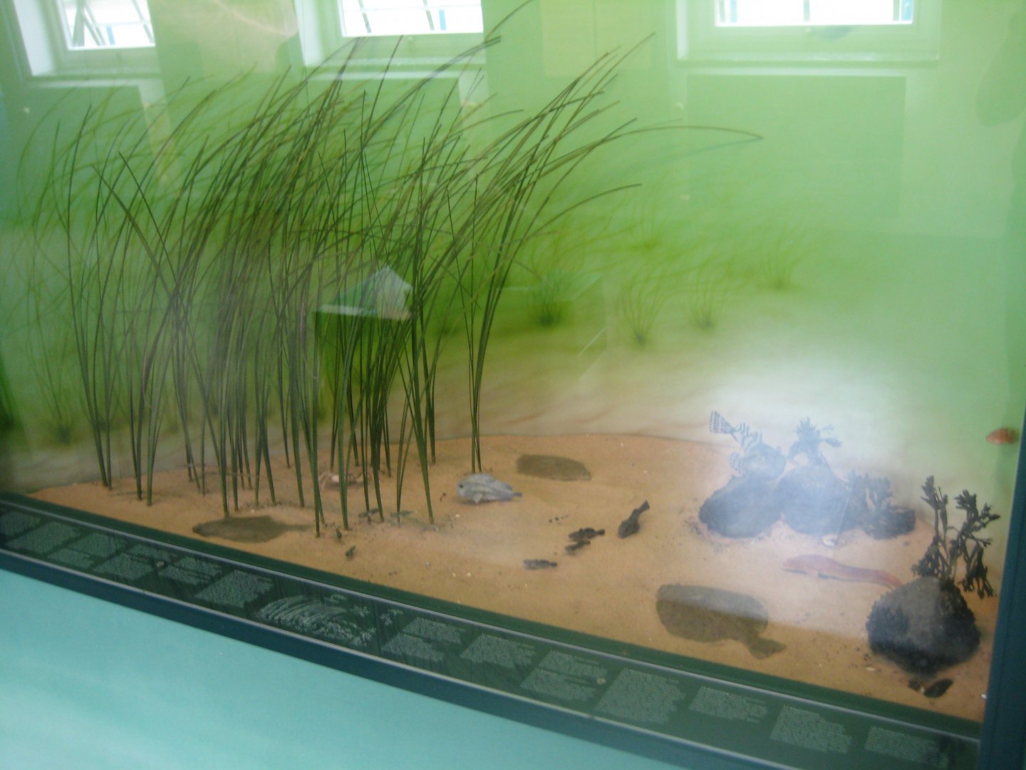 Museum für Natur und Umwelt - Seagrass meadow diorama