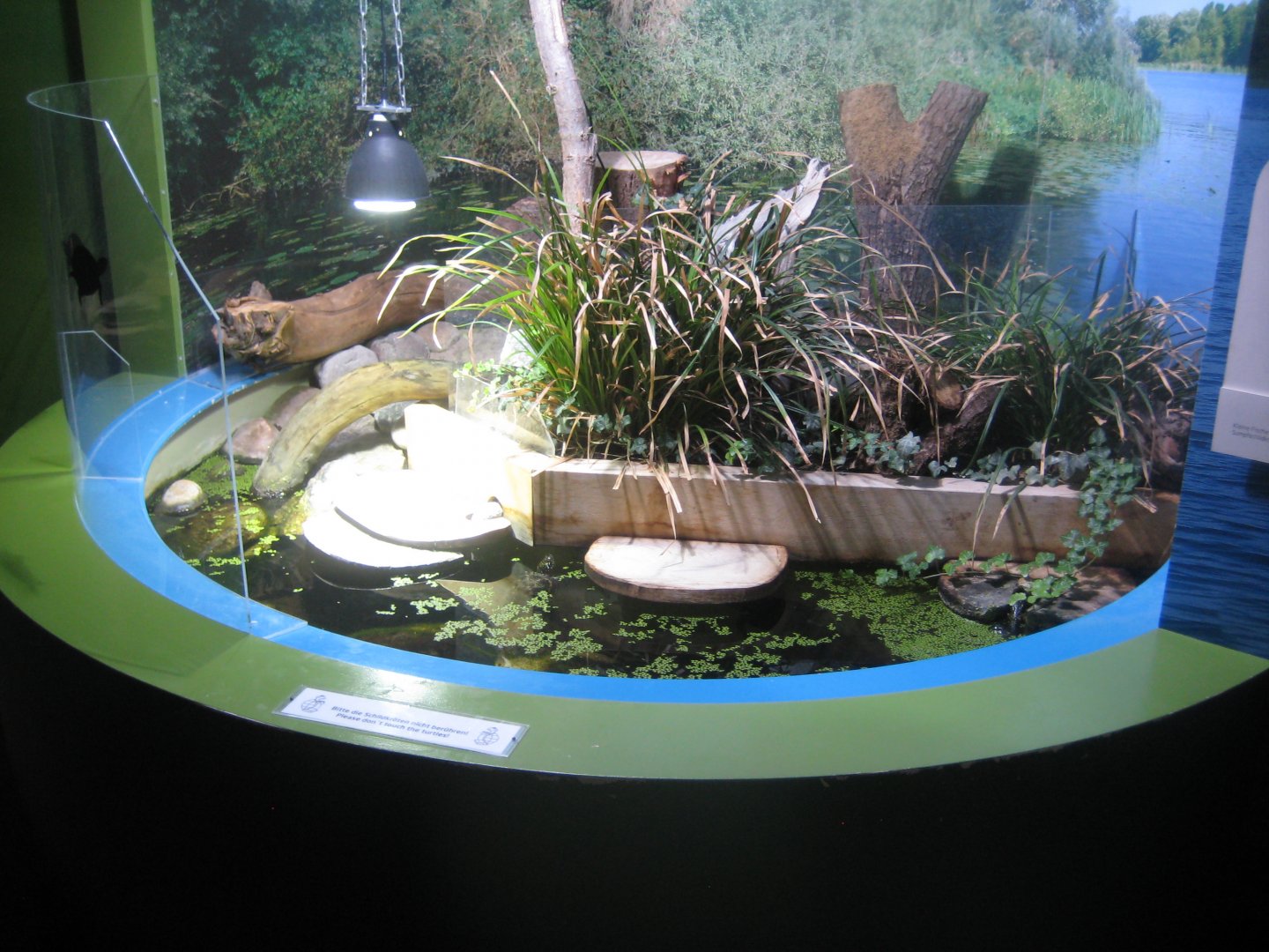 Museum für Natur und Umwelt - Turtle exhibit