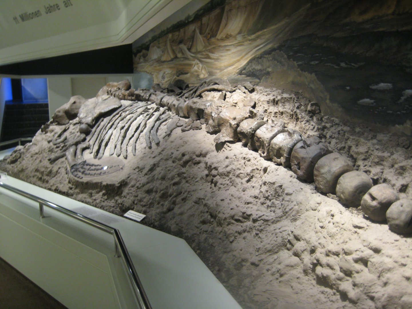 Museum für Natur und Umwelt - Whale skeleton