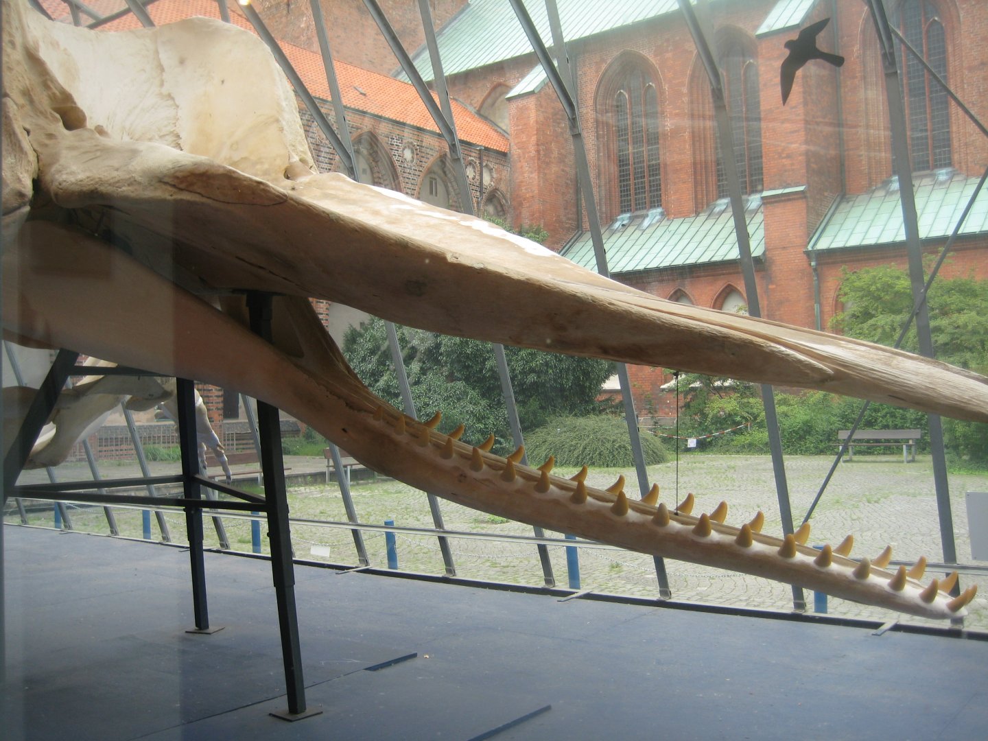 Museum für Natur und Umwelt - Whale skeleton