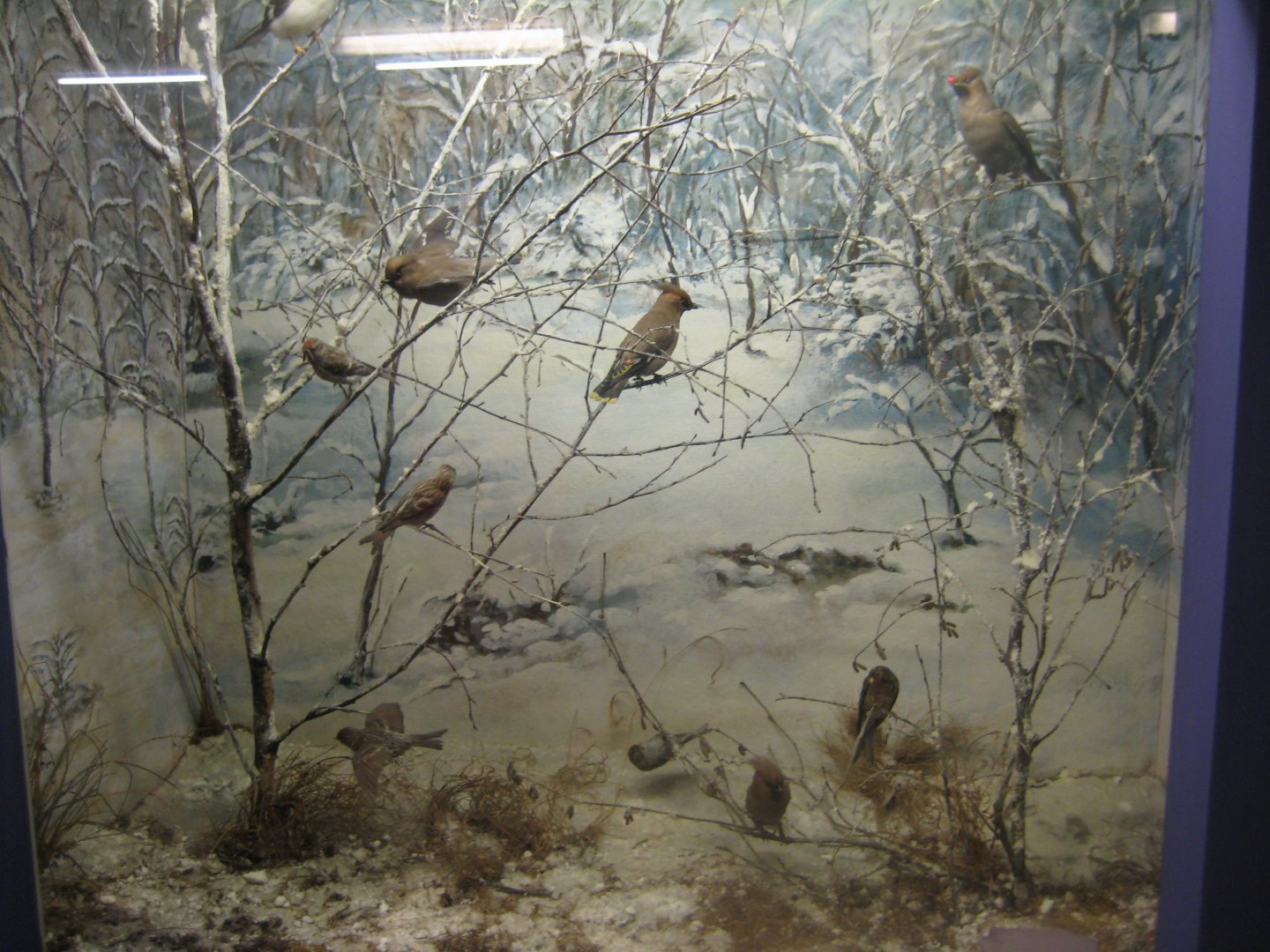 Museum für Natur und Umwelt - Winter migration diorama