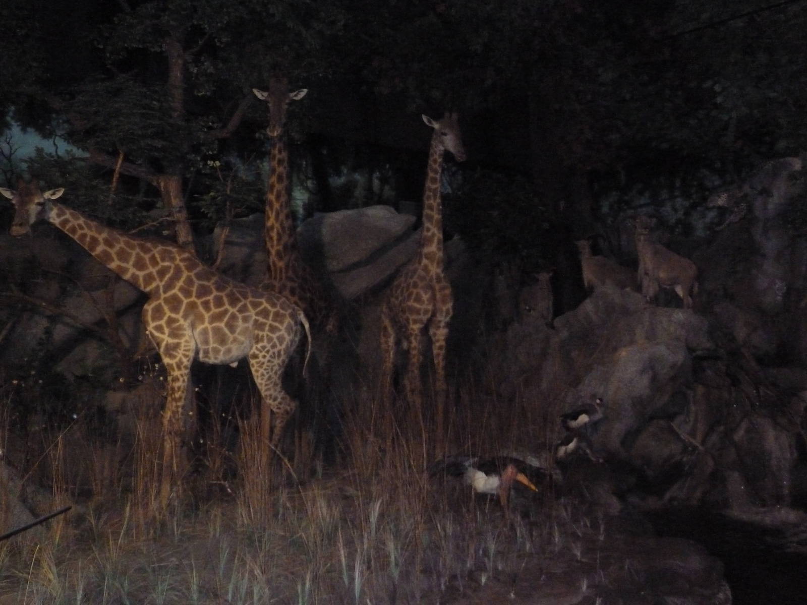 Museum - Giraffe Diorama (For David Brown)