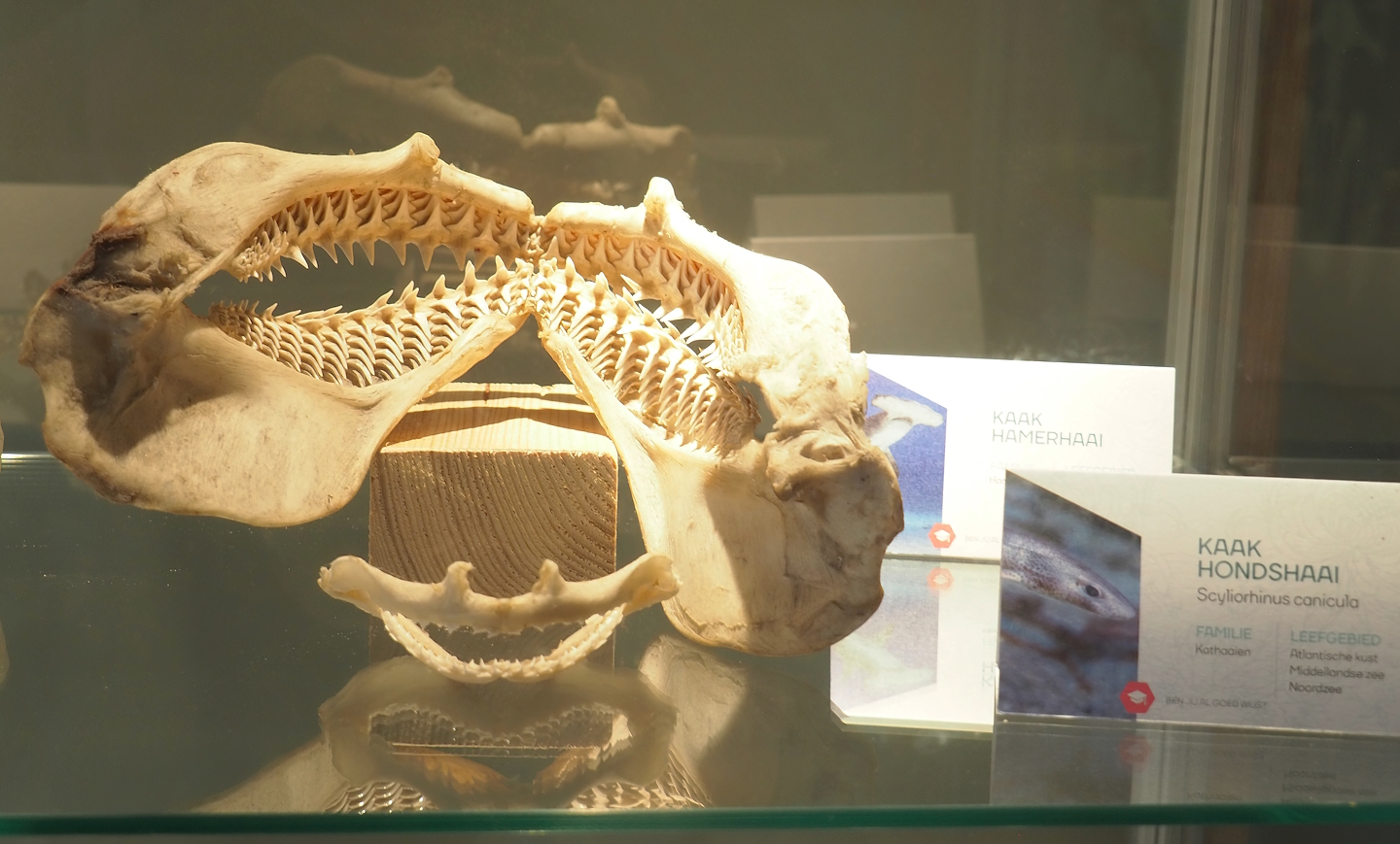 Museum - Hammerhead shark and Small-spotted catshark jaws, 2023-08-17