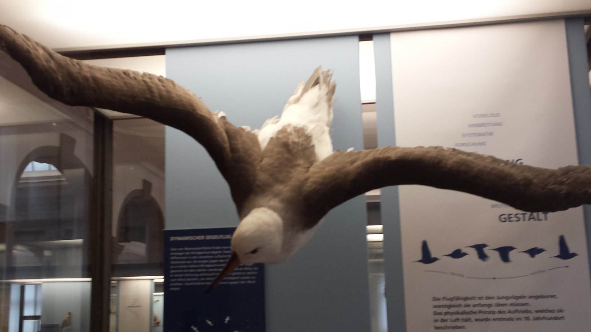 Museum Koenig Bonn - Albatross