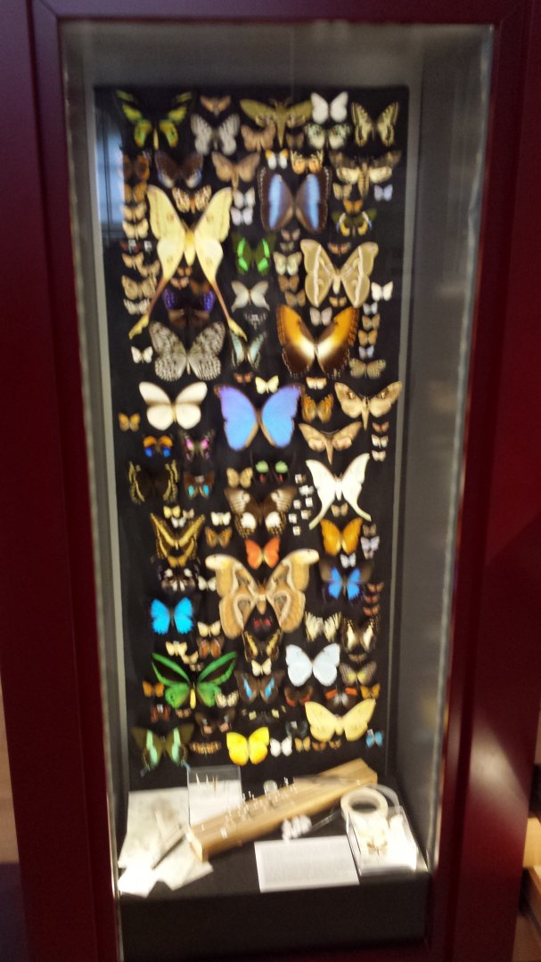 Museum Koenig Bonn - Butterflies and moths