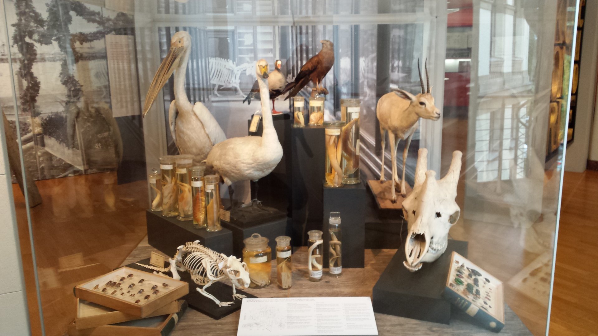 Museum Koenig Bonn - Collection