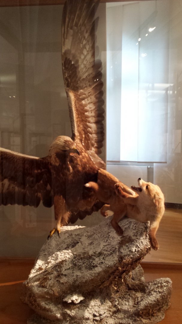 Museum Koenig Bonn - Eagle attacking a fox