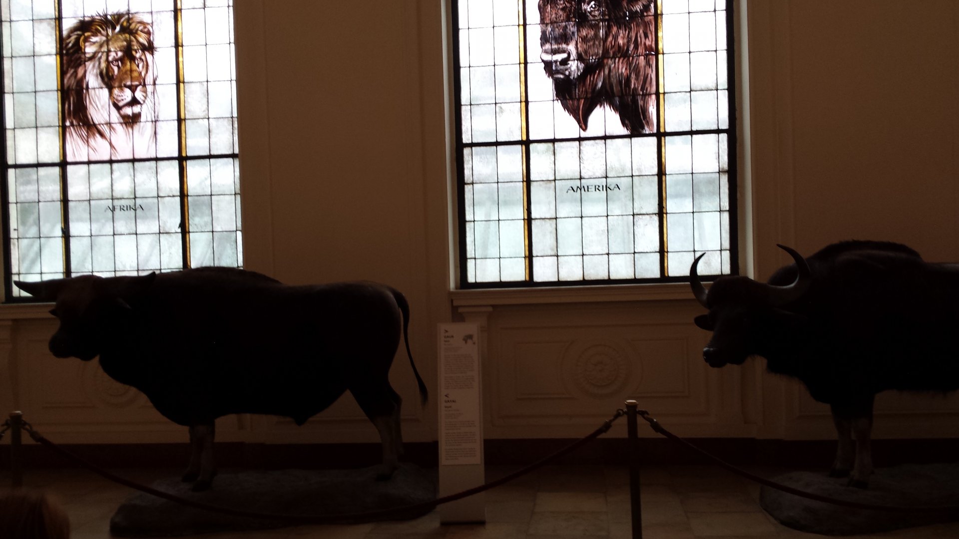 Museum Koenig Bonn - Gaur and Gayal
