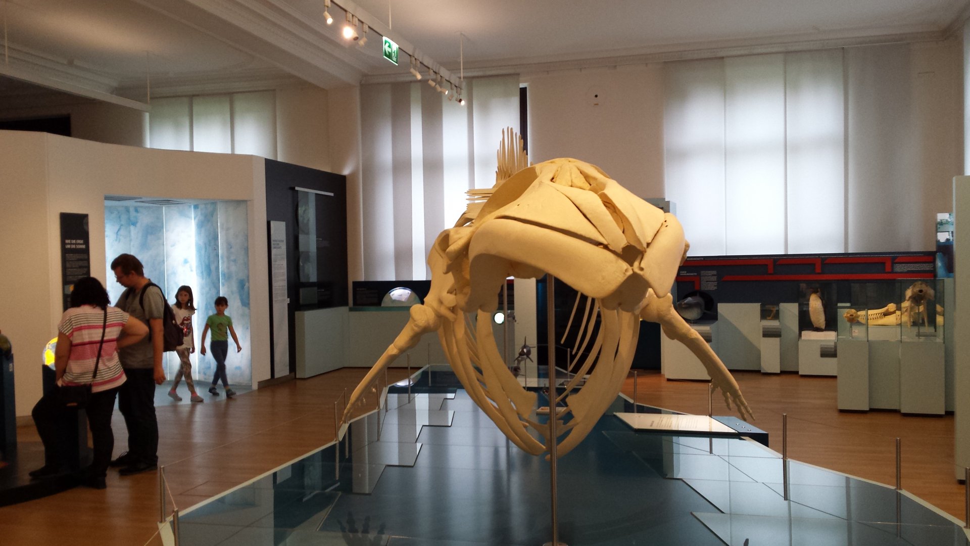 Museum Koenig Bonn - Minke Whale Skeleton