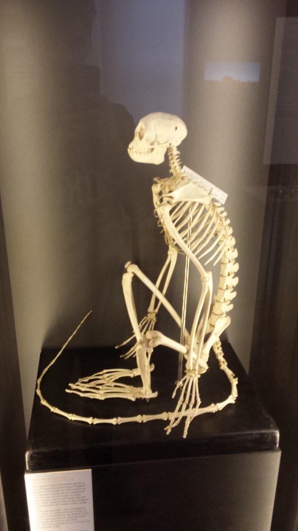 Museum Koenig Bonn - Monkey Skeleton