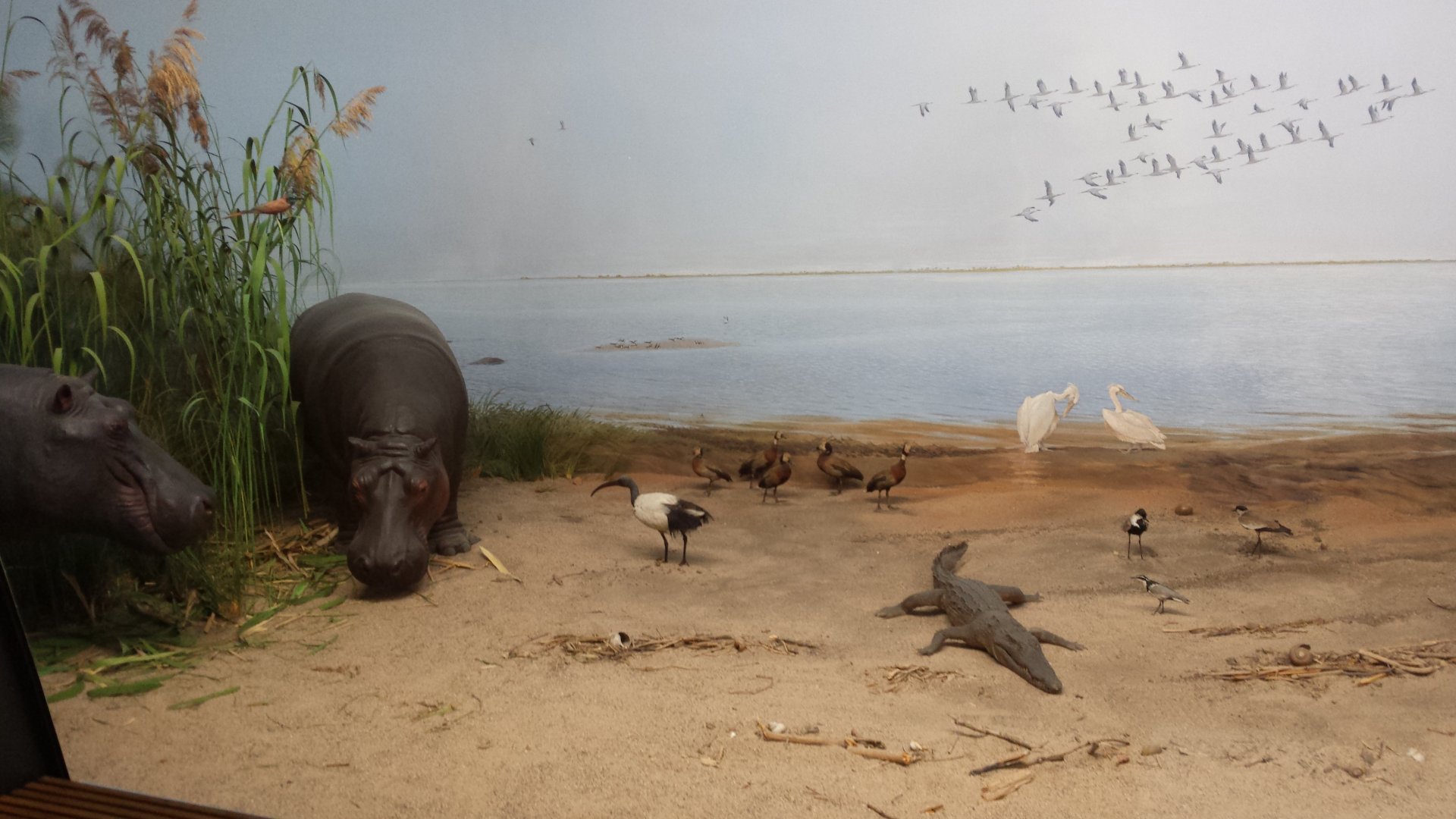 Museum Koenig Bonn - Nile diorama