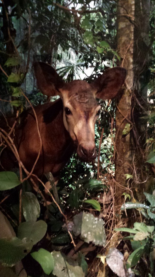Museum Koenig Bonn - Okapi
