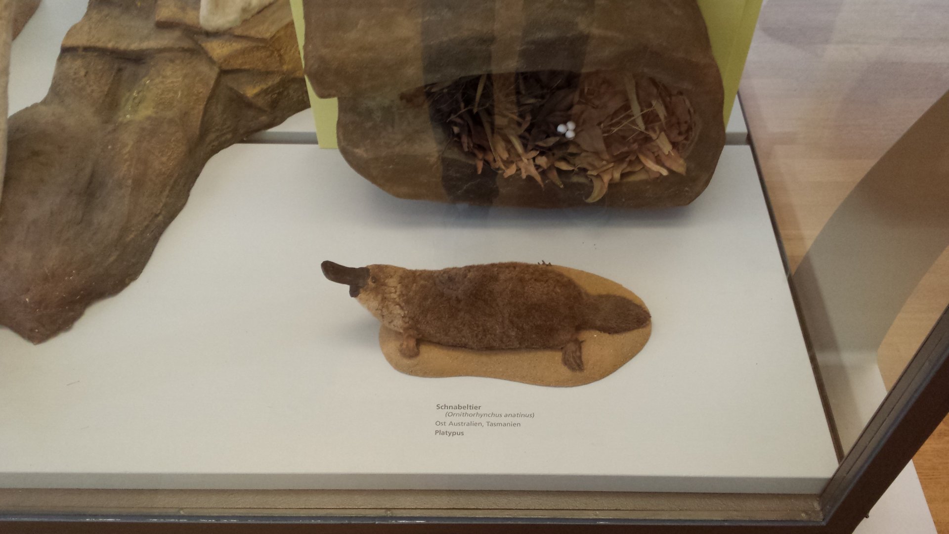 Museum Koenig Bonn - Platypus