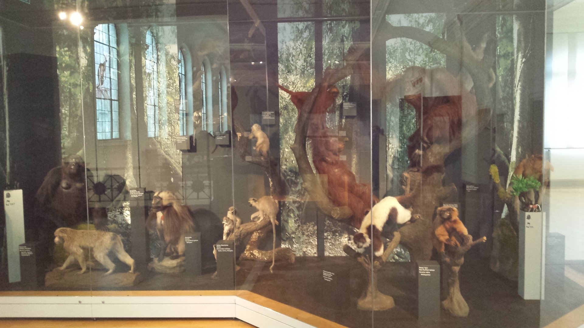 Museum Koenig Bonn - Primate Diorama