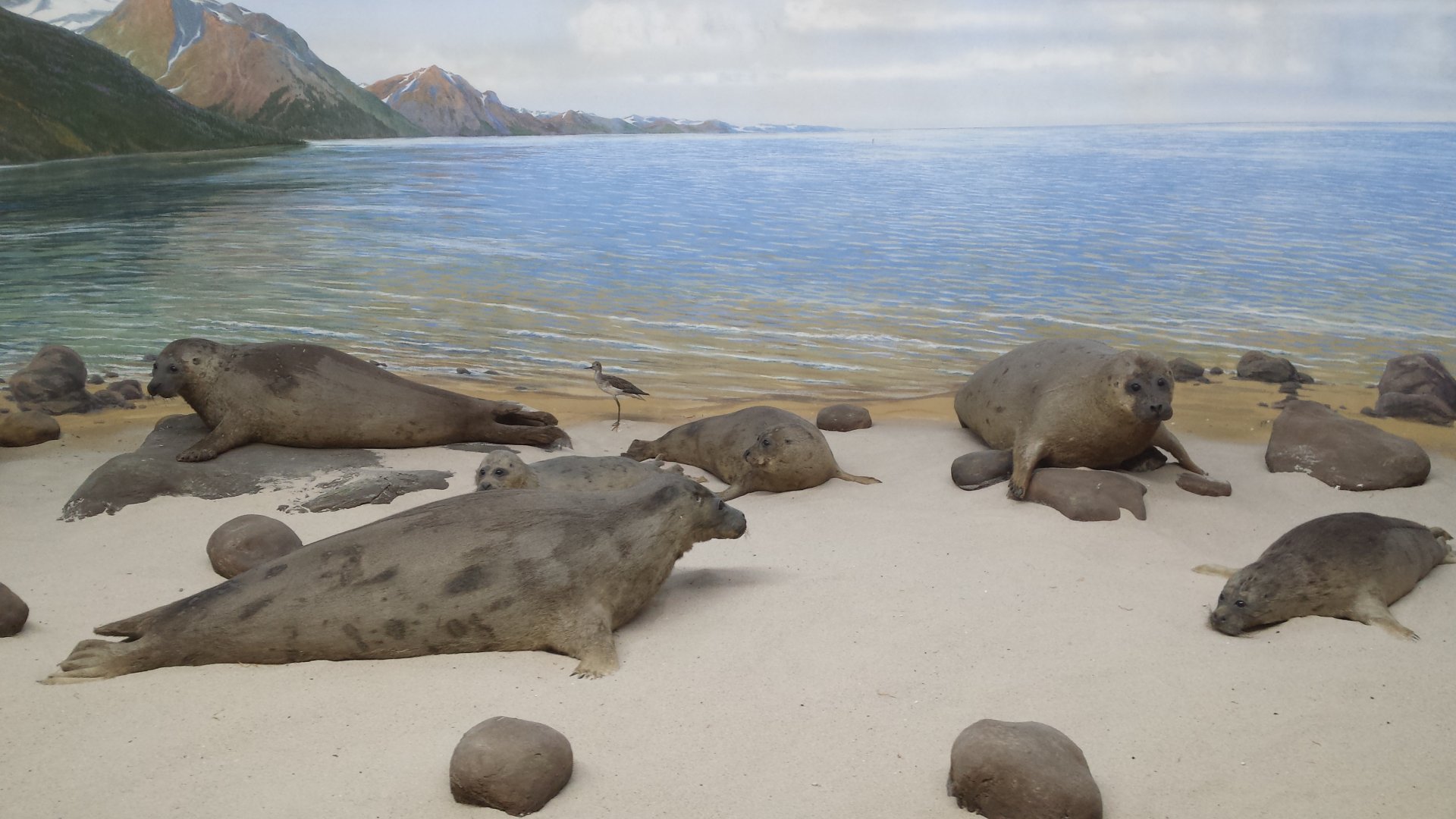 Museum Koenig Bonn - Seal diorama