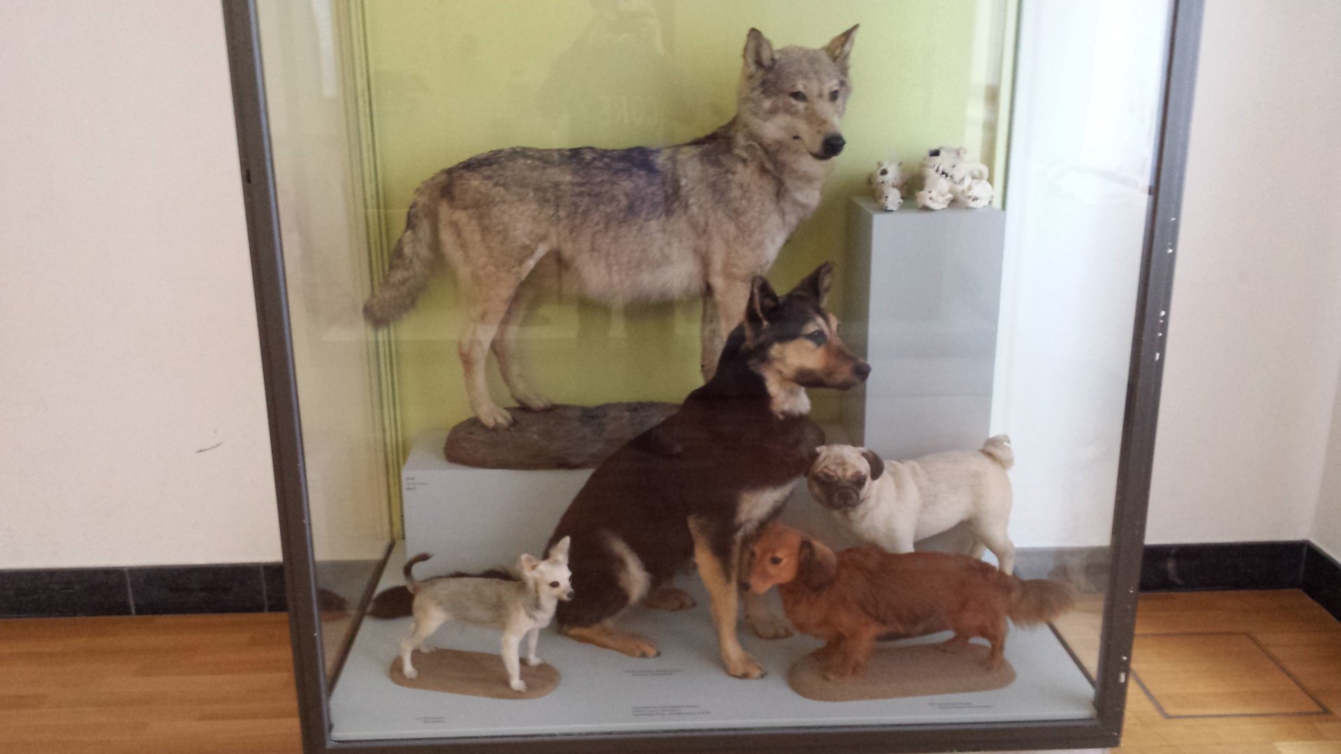 Museum Koenig Bonn - Wolf and dog breed diorama