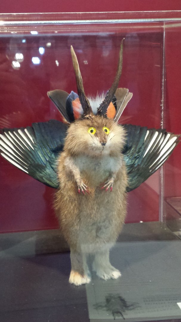 Museum Koenig Bonn - Wolpertinger