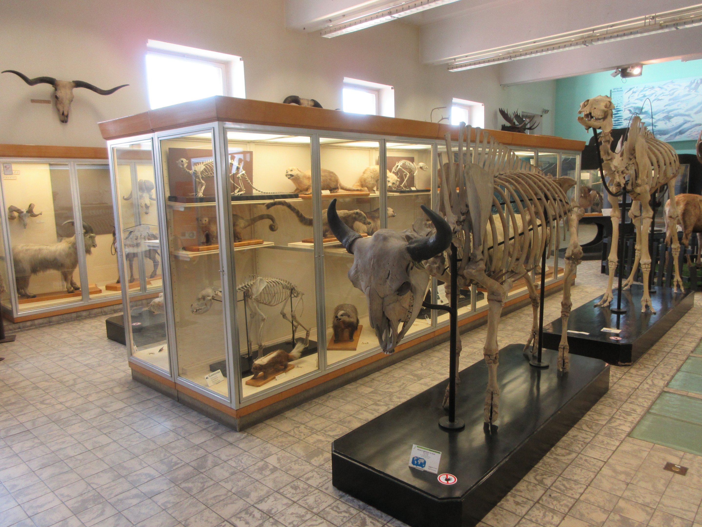 Museum - Mammals
