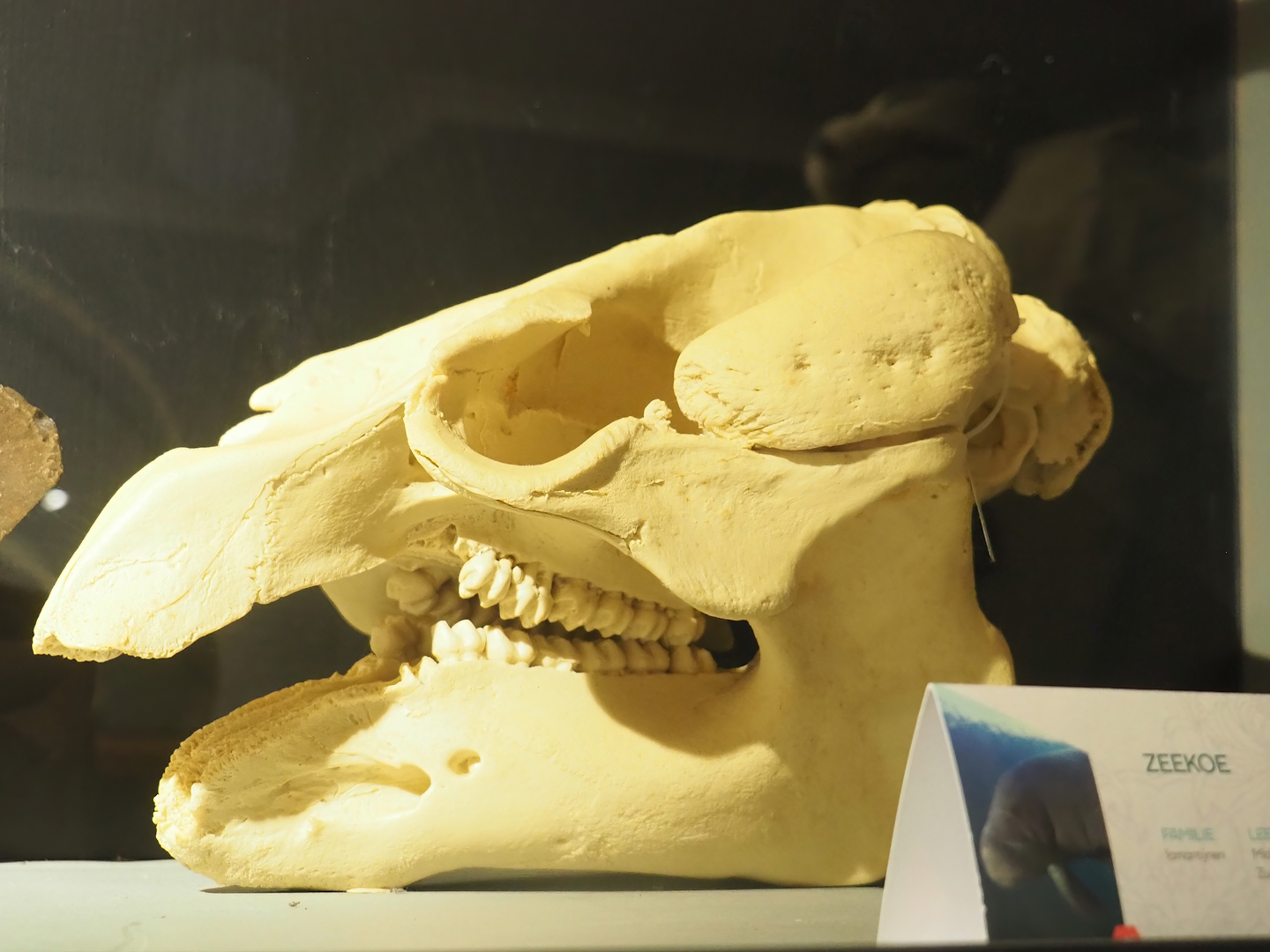 Museum - Manatee skull, 2023-08-17