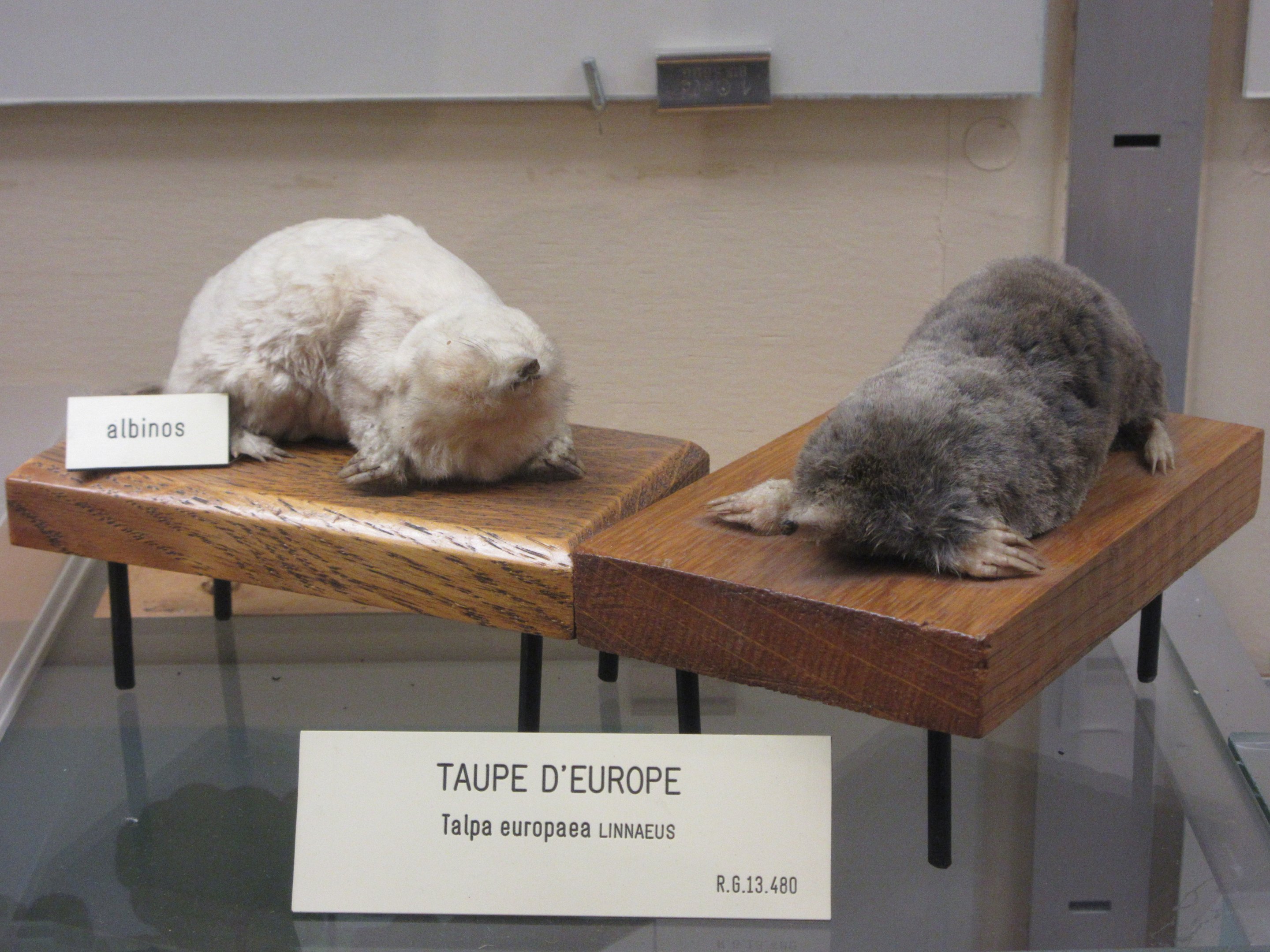 Museum - Moles