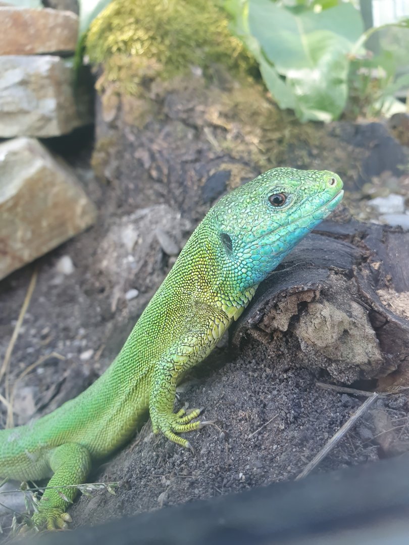 Museum Niederösterreich