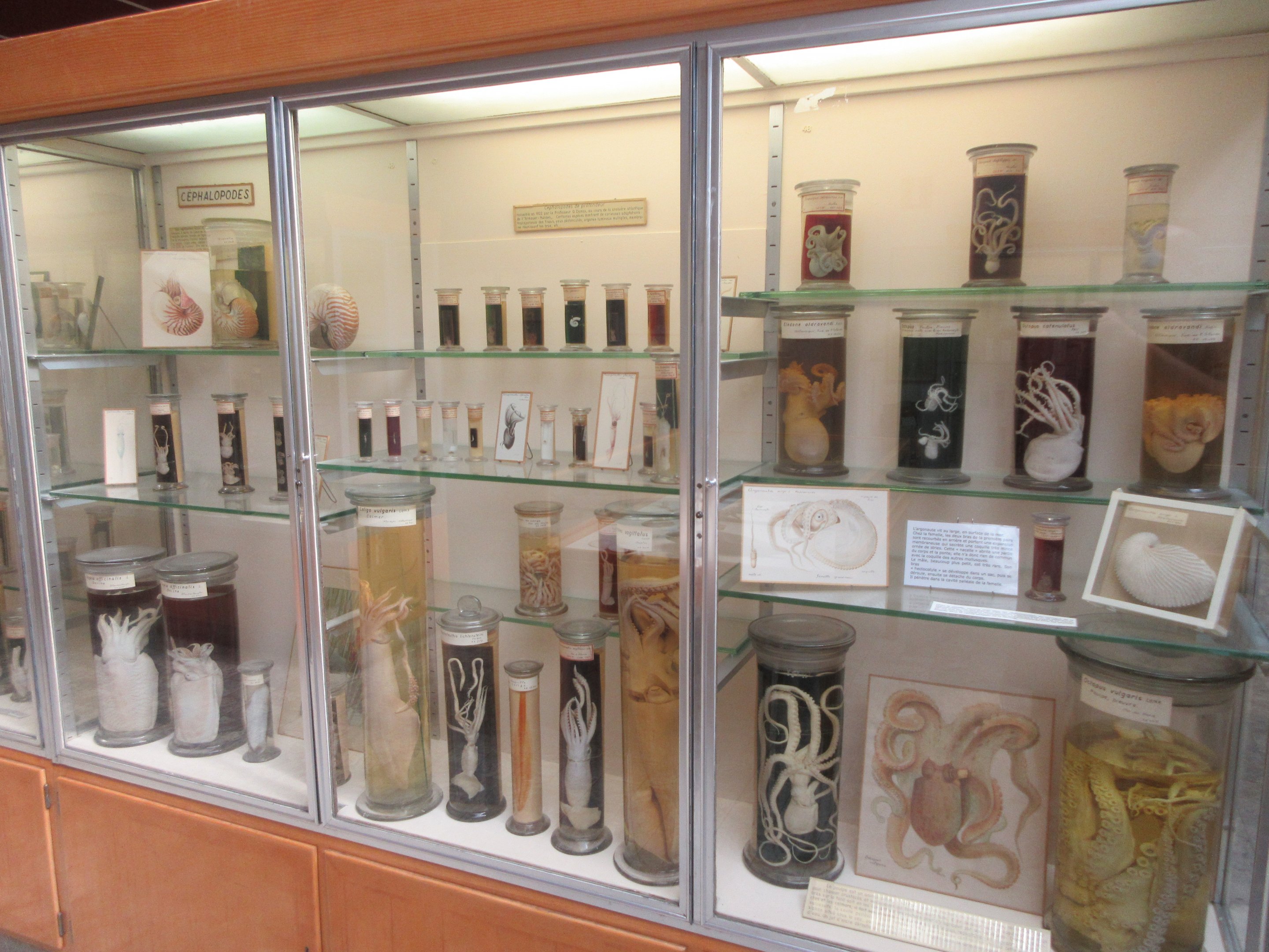 Museum - Ocean Section