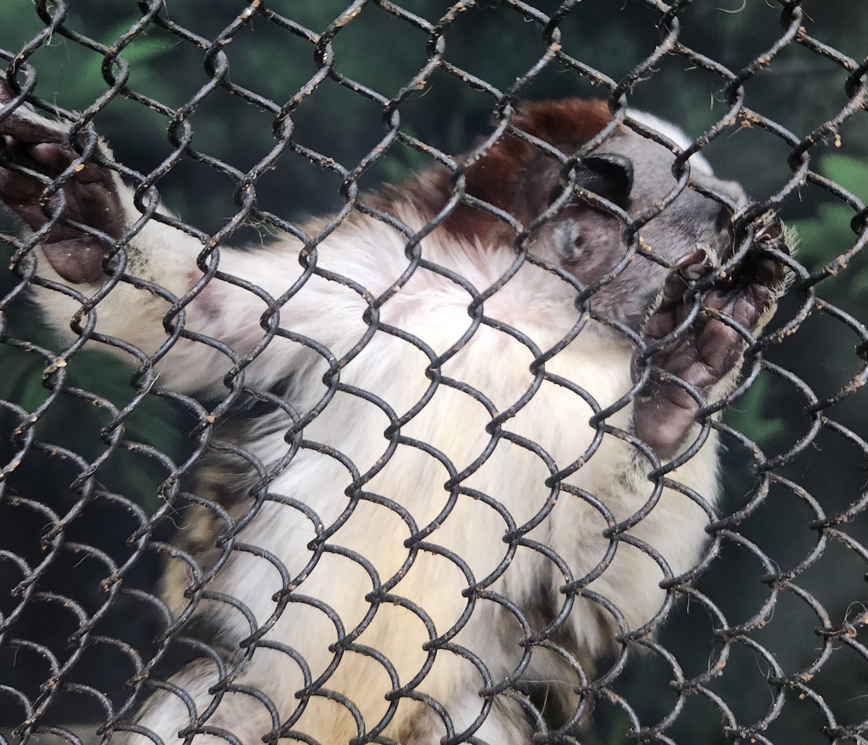 Museum Of Arts & Sciences (GA) - Geoffroy's Tamarin close-up
