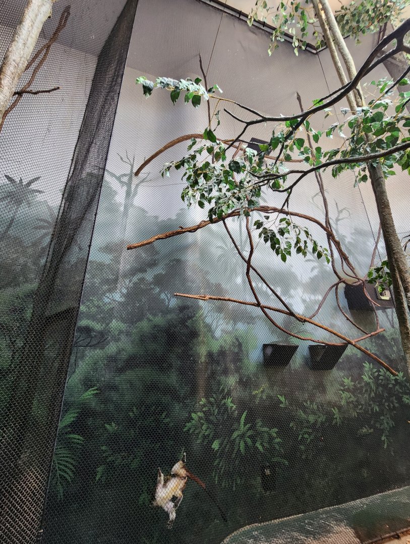 Museum Of Arts & Sciences (GA) - Geoffroy's Tamarin exhibit