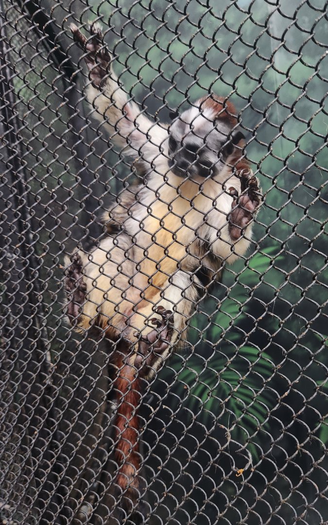 Museum Of Arts & Sciences (GA) - Geoffroy's Tamarin