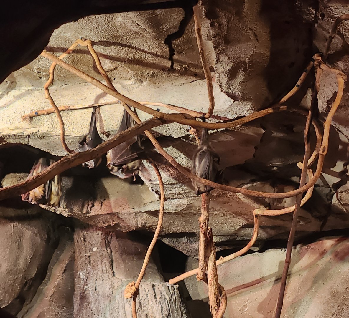 Museum Of Arts & Sciences (GA) - Straw Fruit Bats