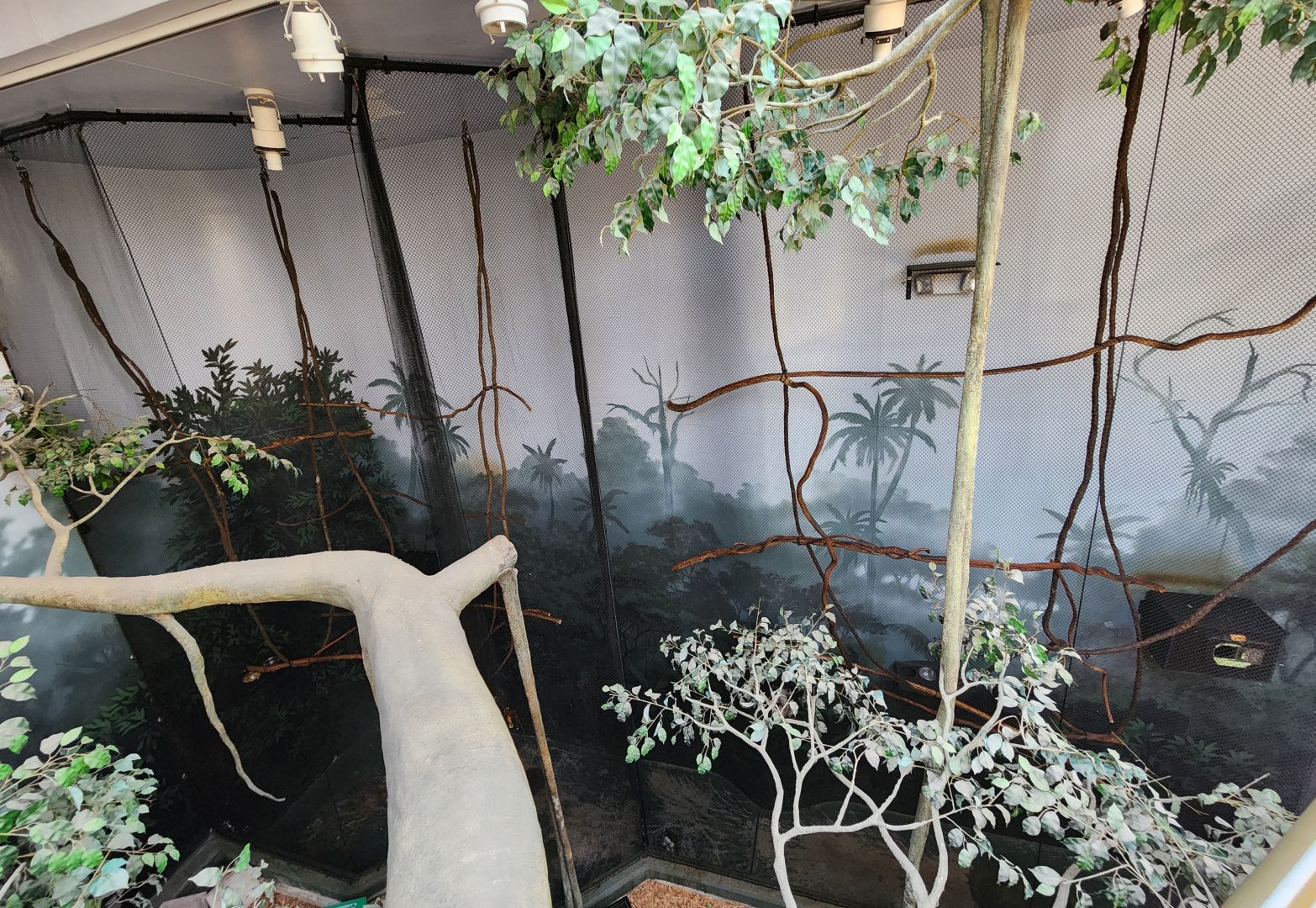 Museum Of Arts & Sciences (GA) - Tamarin exhibit from upper deck