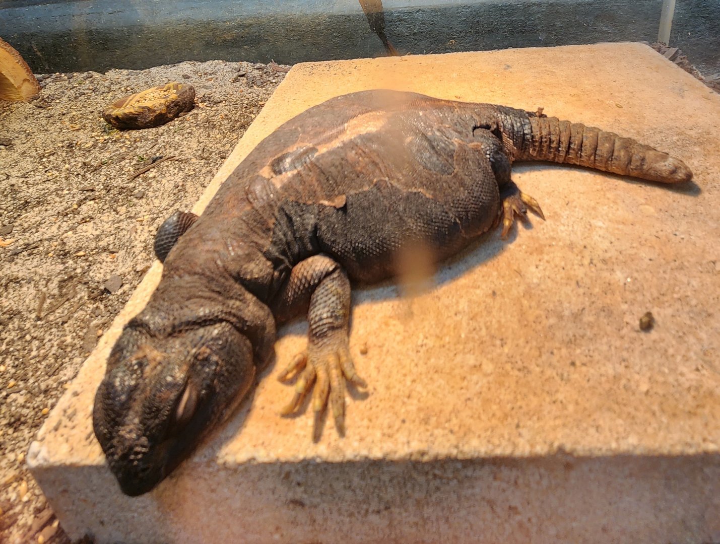 Museum Of Arts & Sciences (GA) - Uromastyx (dispar) maliensis