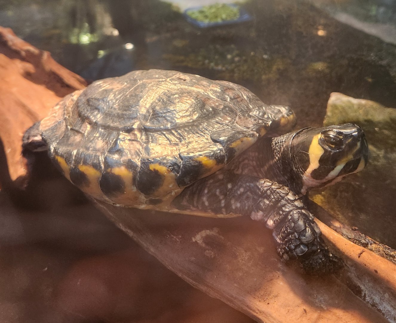 Museum Of Arts & Sciences (GA) - Yellow-bellied Slider
