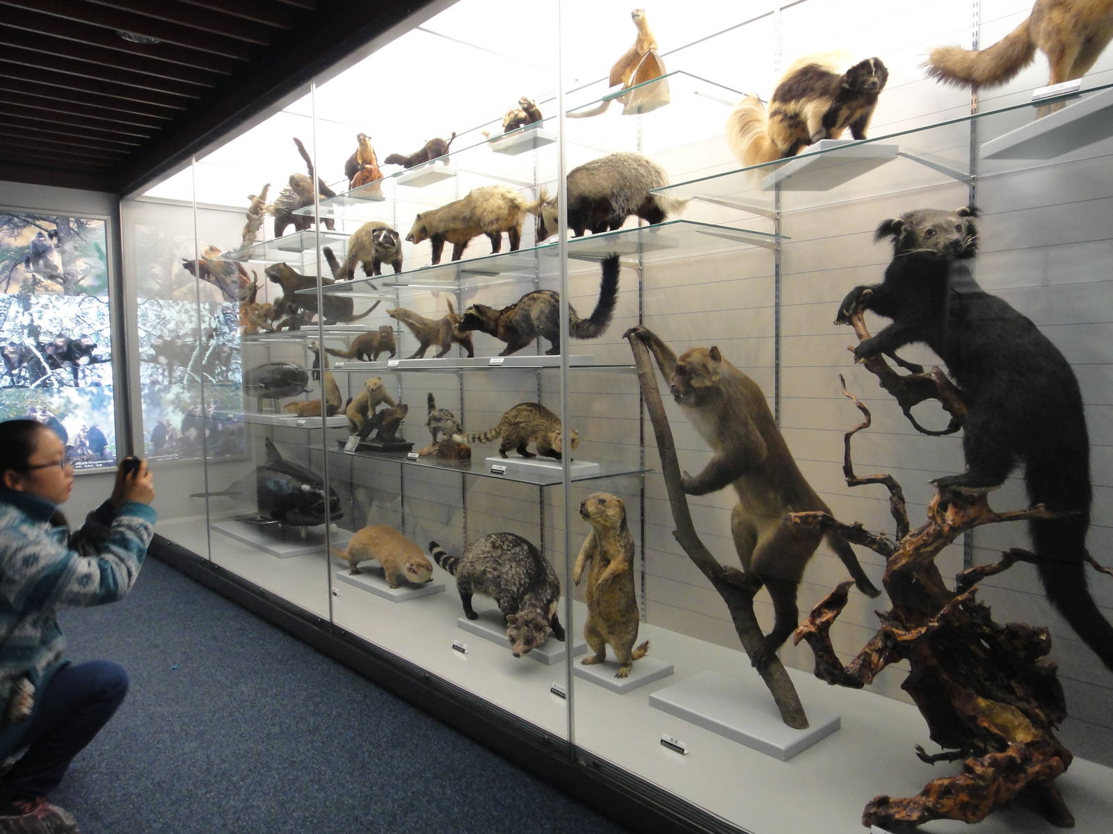 Museum of Biological Specimens Beijing Normal University