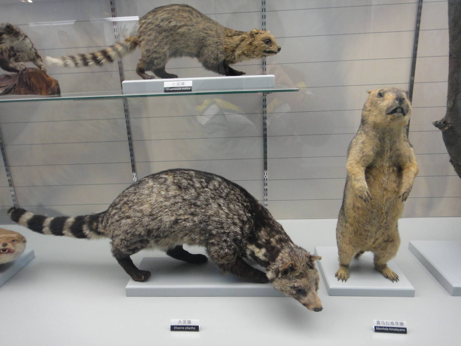 Museum of Biological Specimens Beijing Normal University