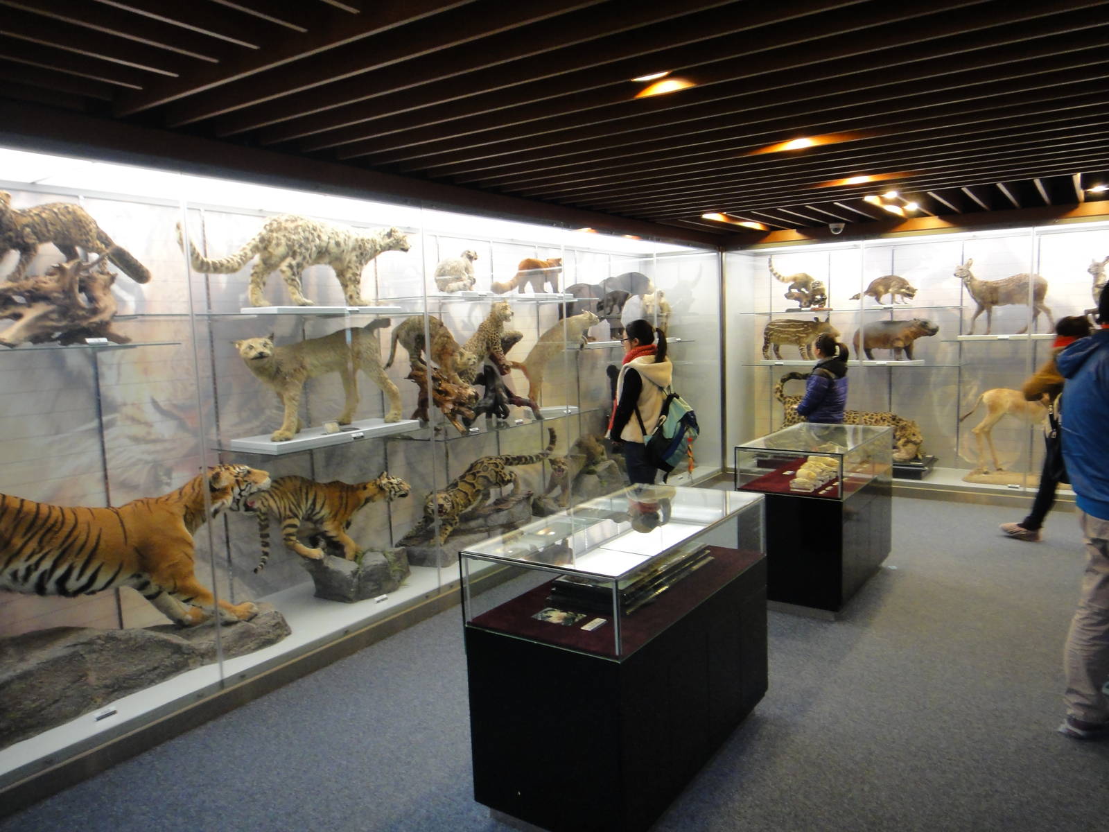 Museum of Biological Specimens Beijing Normal University